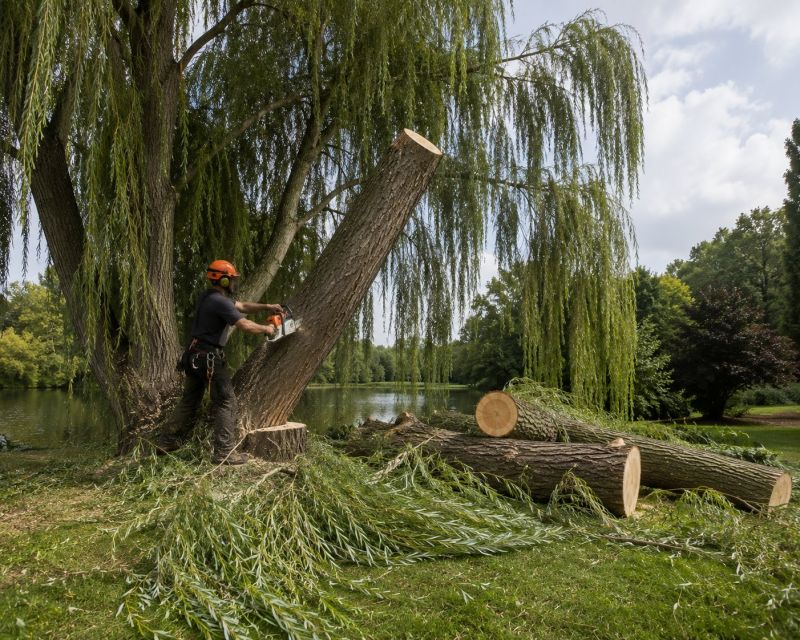 Apple Tree Removal in Bucks County, PA