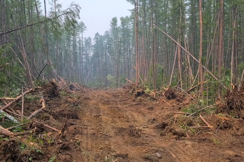 Bushes Clearing in Cumming, GA