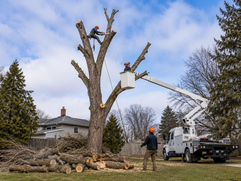 Dead Tree Removal in Reno, NV