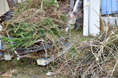 Fallen Tree Debris Piled Up