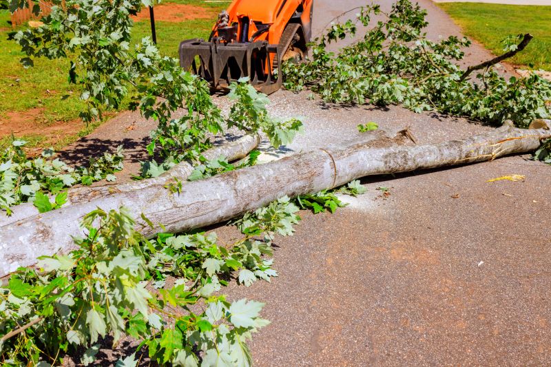 Palm Tree Removal in Reno, NV