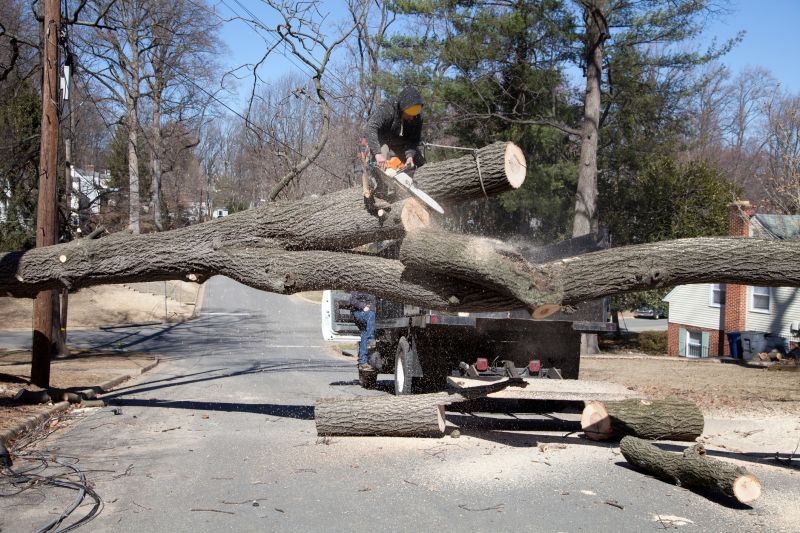 Spruce Tree Removal in Duluth, MN