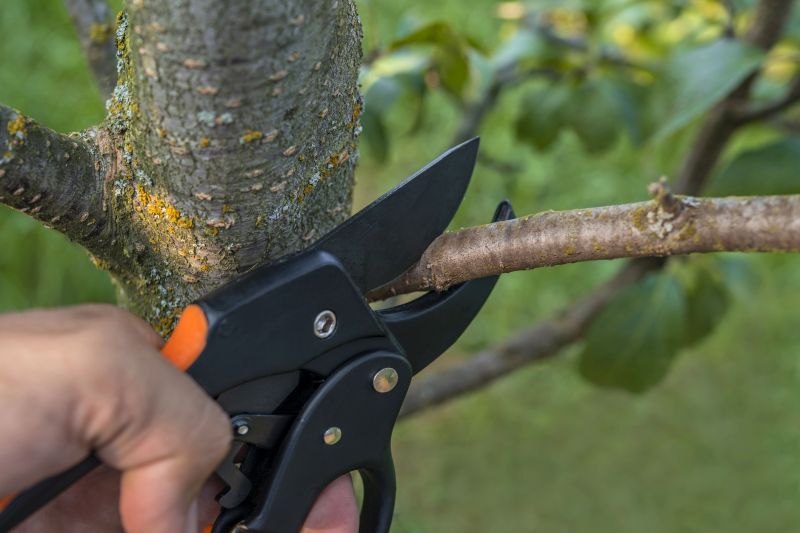 Spruce Tree Removal in Duluth, MN
