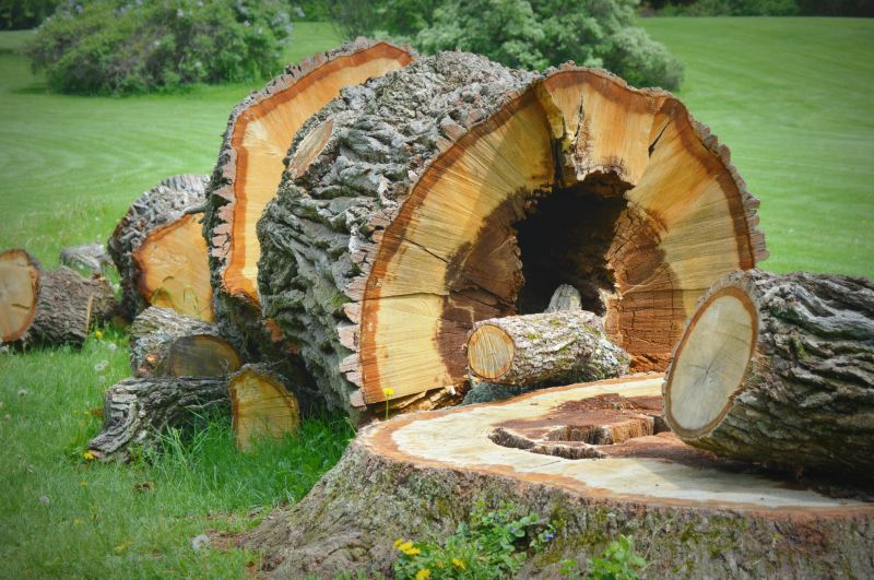 Tree And Stump Removal