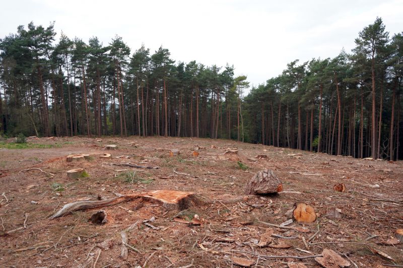 Tree And Stump Removal