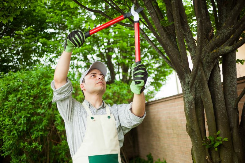 Tree Cutting in Spring