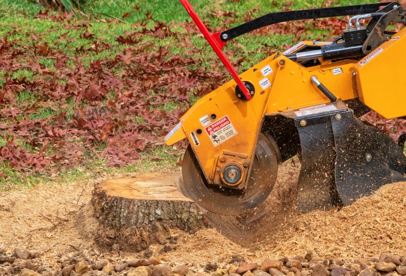 Stump Grinding Experts